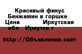 Красивый фикус Бенжамин в горшке › Цена ­ 1 500 - Иркутская обл., Иркутск г.  »    